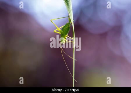 Gros plan pf un buisson-cricket tacheté, Leptophyes punctatissima Banque D'Images