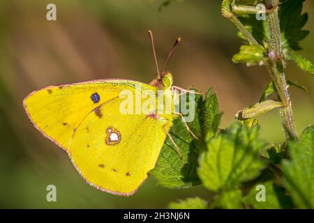 Le papillon jaune commun, Colias croceus, nourrit le nectar d'une fleur pourpre. Banque D'Images