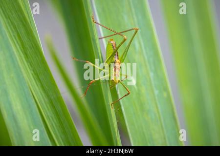 Gros plan pf un buisson-cricket tacheté, Leptophyes punctatissima Banque D'Images