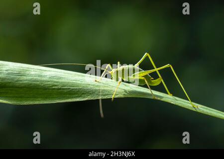 Gros plan pf un buisson-cricket tacheté, Leptophyes punctatissima Banque D'Images