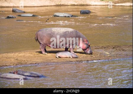 Hippopotame de mère et de veau par eau de rivière (Hippopotamus amphibius), Maasai Mara, Kenya Banque D'Images