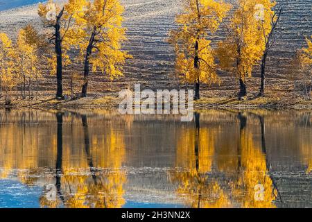 Automne doré dans les forêts de l'Altaï. Arbres jaunes en automne près du réservoir. Banque D'Images