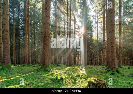 Lumière d'automne impressionnante qui brille à travers la forêt. Banque D'Images