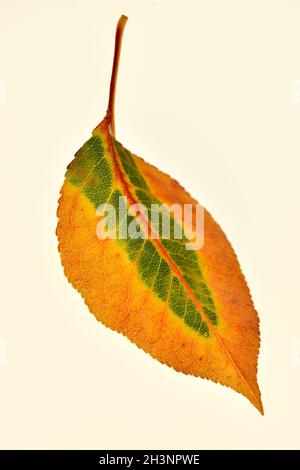 Bradford Pear (Pyrus calleryana) feuille de couleur d'automne sur fond blanc. Banque D'Images