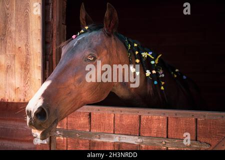 Un beau cheval sort de la fenêtre avec de la mane tressée.Beau cheval brun de ranch avec la manie tressée.Gélification de ranch corsé. Banque D'Images