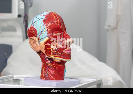 Modèle anatomique artificiel de la tête en clinique de cométologie.La maquette du visage pour usage médical Banque D'Images