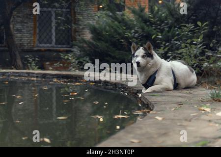 Blanc avec des oreilles noires Husky portant une schleia de marche regarde la caméra tout en se posant sur une fontaine ou un étang contre de la chute de jaune l Banque D'Images