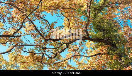 D'en-dessous, vue incroyable sur la branche jaune haute dans la forêt d'automne et le ciel bleu derrière Banque D'Images