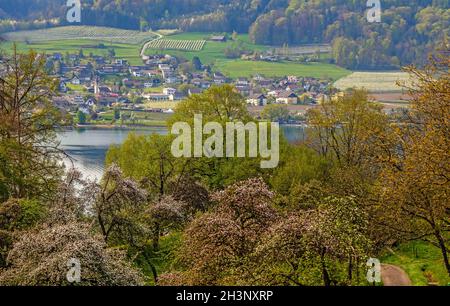 Vue sur le lac de Constance de Wangen à Mammern Banque D'Images