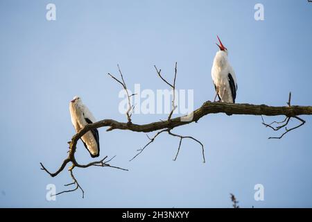 Deux Storks dans un arbre Banque D'Images