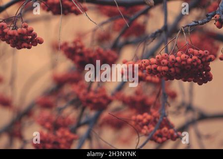 Beaucoup de petits pains de cendres de montagne avec des baies d'orange mûres sur les branches d'un arbre sur le fond d'un mur beige.Arrière-plan de l'automne. Banque D'Images