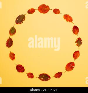 Un cercle parfait fait de feuilles d'automne.Concept minimal. Banque D'Images