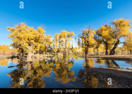 Forêt de Populus euphratica en automne Banque D'Images