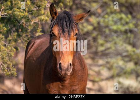 Un cheval sauvage pose pour la caméra Banque D'Images