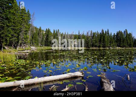 Lac nymphe avec des billes et des coussins de nénuphars sous un ciel bleu Banque D'Images