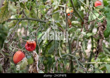 Maladies fongiques dangereuses des tomates, qui affecte les représentants de la nuit, surtout les pommes de terre.Cette maladie est causée par la position des organismes pathogènes entre les champignons et la tache grise des protozoaires Banque D'Images