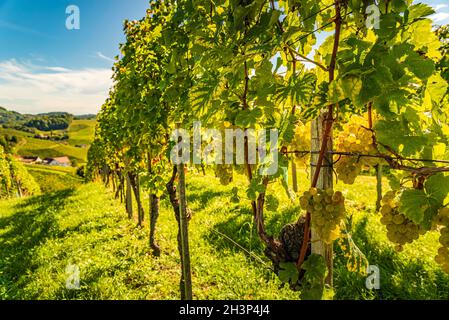 Raisins blancs suspendus de vigne verdoyante, arrière-plan de vignoble. Banque D'Images