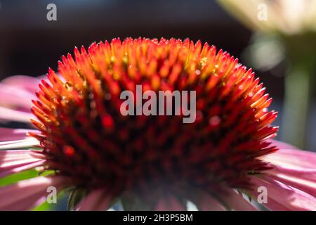 Gros plan de la coneflaque pourpre, Echinacea purpurea, fleuri dans un jardin Banque D'Images