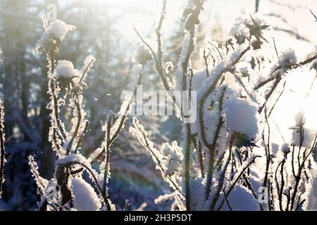 Couvert de neige et de givre rose sauvage en hiver Banque D'Images