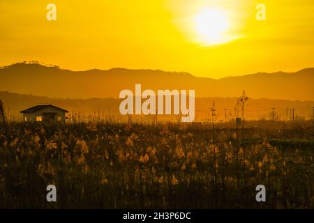 Champs d'herbe de pampas japonais et le soleil et la maison Banque D'Images