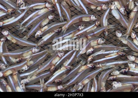 Petit poisson (ca com) pour la production de sauce de poisson en usine Banque D'Images