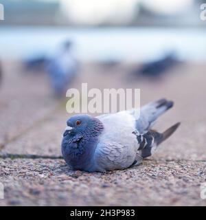 Pigeon sur le terrain dans le centre-ville de Swinoujscie en Pologne Banque D'Images