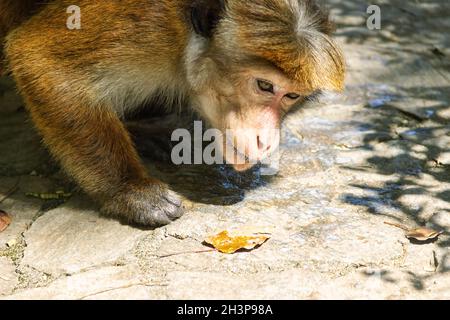 Le macaque tente de lécher l'eau Banque D'Images