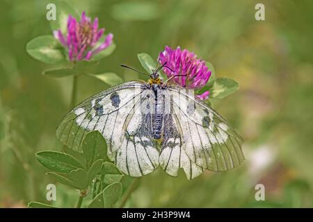 Apollo obscurci « Parnassius mnémosyne » Banque D'Images