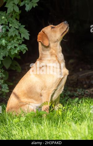 Gros plan de Labrador Retriever, dorant sur de l'herbe verte dans un parc ou un jardin, regardant vers le haut, collier de chien, éclairé par su Banque D'Images