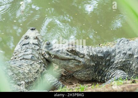 Deux alligators à la ruée jaune se reposant et bains de soleil sur les rives d'un lac.L'alligator est un prédateur naturel au sommet de la chaîne alimentaire. Banque D'Images