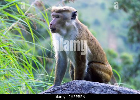 Macaque à la façade pâle Banque D'Images