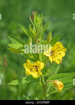 Soirée commune - primrose 'Oenothera biennis' Banque D'Images