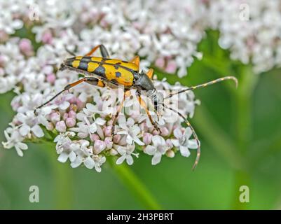 Coléoptère noir et jaune de longhorn 'Strangalia maculata' Banque D'Images