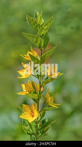 Loosestrife en pointillés 'Lysimachia punctata' Banque D'Images