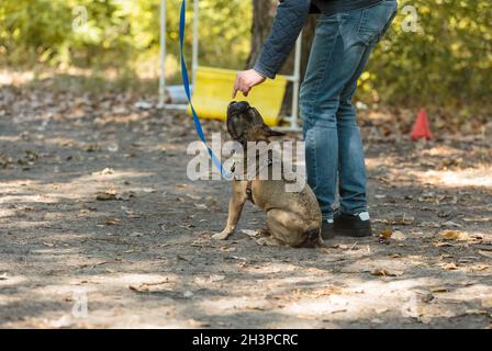 Portrait du chiot en boudogue français dans le parc.Drôle, mignon boudogue souriant sur la marche, l'entraînement.Le propriétaire enseigne à un chien à faire des commandes comme s'asseoir, rester, Banque D'Images