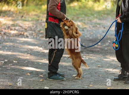 Femme marchant avec un chien de spaniel rouge dans le parc.Un spaniel anglais en formation avec son propriétaire à l'extérieur. Banque D'Images