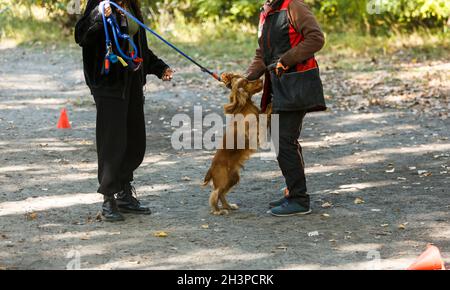 Femme marchant avec un chien de spaniel rouge dans le parc.Un spaniel anglais en formation avec son propriétaire à l'extérieur. Banque D'Images