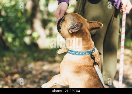 Femme marchant avec un chien de spaniel rouge dans le parc.Un spaniel anglais en formation avec son propriétaire à l'extérieur. Banque D'Images