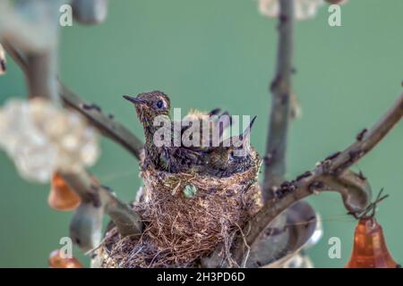 Poussins Hummingbird Banque D'Images