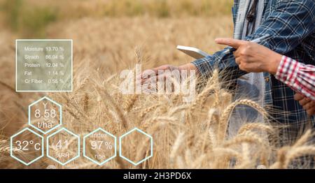 Un agriculteur vérifie les données dans un champ de blé avec un comprimé et une récolte d'examnination. Banque D'Images