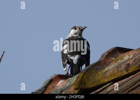 Turdus merula, Blackbird, Leucisme Banque D'Images