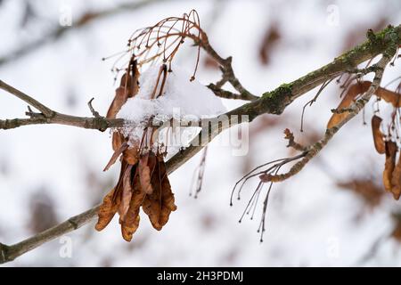 Graines d'une érable sycomore (Acer pseudoplatanus) dans la forêt en hiver Banque D'Images