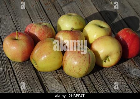 Malus domestica Tenroy Syn.Gala royal, pomme Banque D'Images