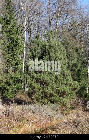 Pinus mugo ssp. Rotundata, pin tourbière Banque D'Images