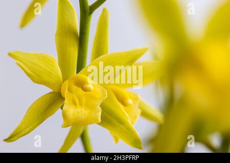 Belle fleur d'orchidées au printemps Banque D'Images