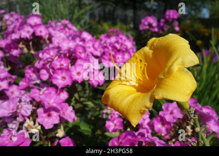 Phlox et daylilas Banque D'Images