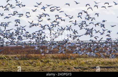 Richmond, Canada.29 octobre 2021.Des troupeaux d'oies des neiges survolent un champ près du fleuve Fraser, à Richmond (Colombie-Britannique), Canada, le 29 octobre 2021.Credit: Liang Sen/Xinhua/Alay Live News Banque D'Images