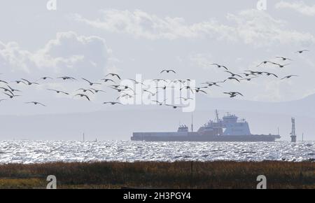 Richmond, Canada.29 octobre 2021.Des troupeaux d'oies des neiges survolent un champ près du fleuve Fraser, à Richmond (Colombie-Britannique), Canada, le 29 octobre 2021.Credit: Liang Sen/Xinhua/Alay Live News Banque D'Images