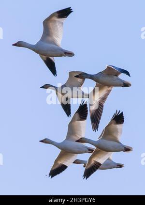 Richmond, Canada.29 octobre 2021.Des troupeaux d'oies des neiges volent dans le ciel près du fleuve Fraser, à Richmond (Colombie-Britannique), Canada, le 29 octobre 2021.Credit: Liang Sen/Xinhua/Alay Live News Banque D'Images