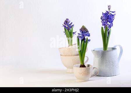 Jacinthes violettes dans des tasses et pots vintage. Banque D'Images